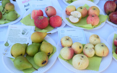 Apfelmarkt in Wittenberge